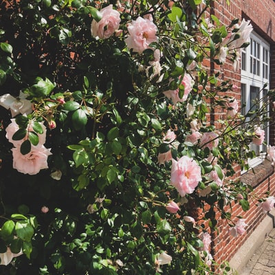 粉红色的花和绿色的叶子